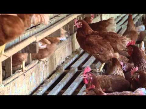 Compliance with animal welfare law-layer 1-Power Point P40